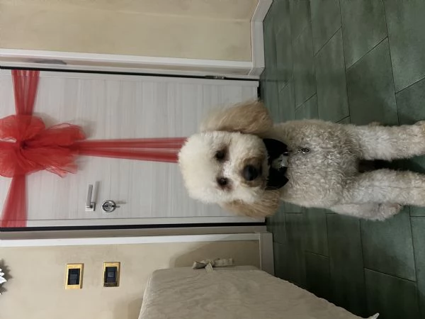 Vendo barboncino nano 2 anni  | Foto 2