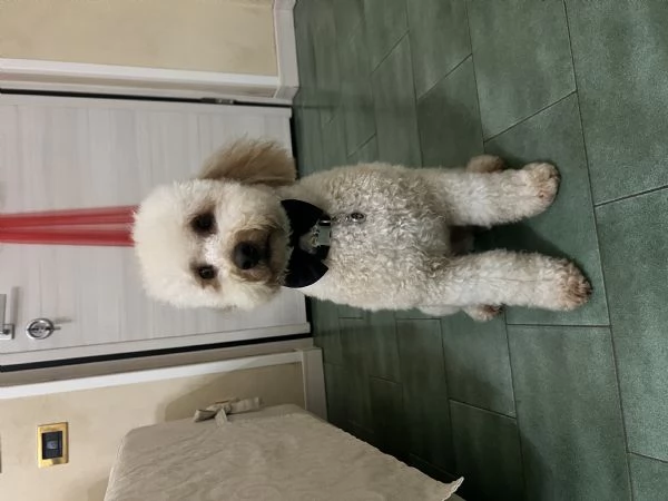 Vendo barboncino nano 2 anni  | Foto 1