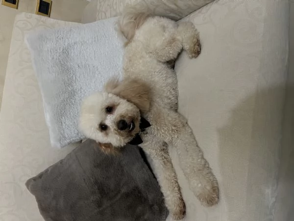 Vendo barboncino nano 2 anni  | Foto 0