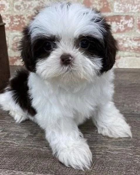 adorabile cucciolo di shih tzu in adozione