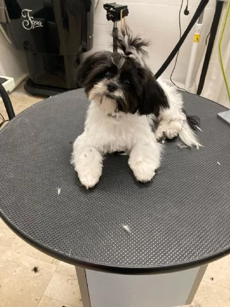 Shitzu | Foto 2