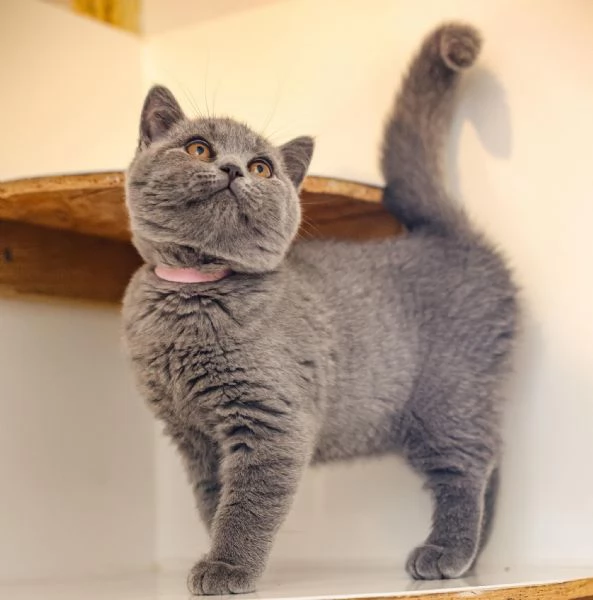 Gattini British Shorthair | Foto 0