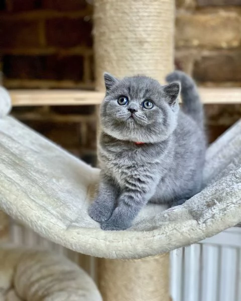 Gattini British Shorthair dolcissimi | Foto 0