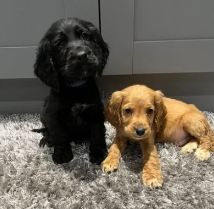Cuccioli di Cocker Spaniel con Pedegree