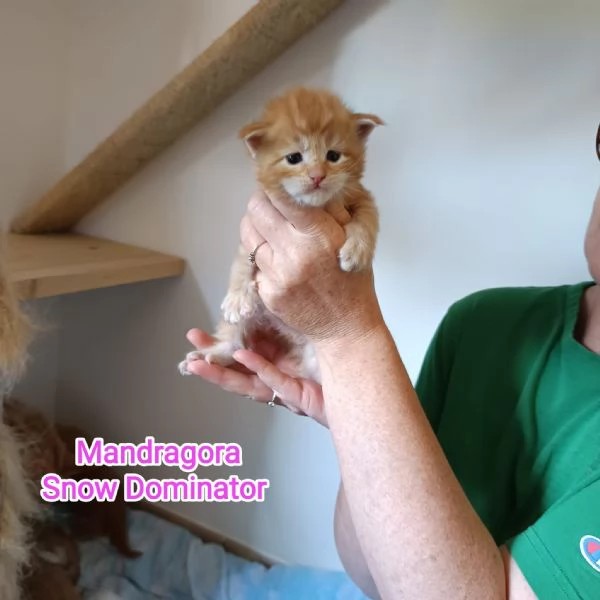 Cuccioli di Maine Coon