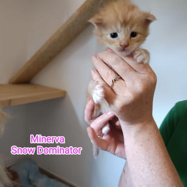 Cuccioli di Maine Coon | Foto 2