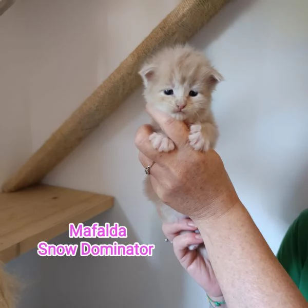 Cuccioli di Maine Coon | Foto 1