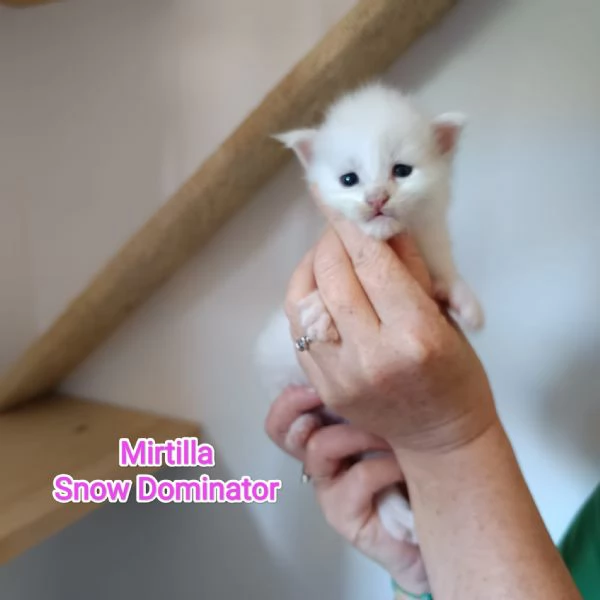 Cuccioli di Maine Coon | Foto 0