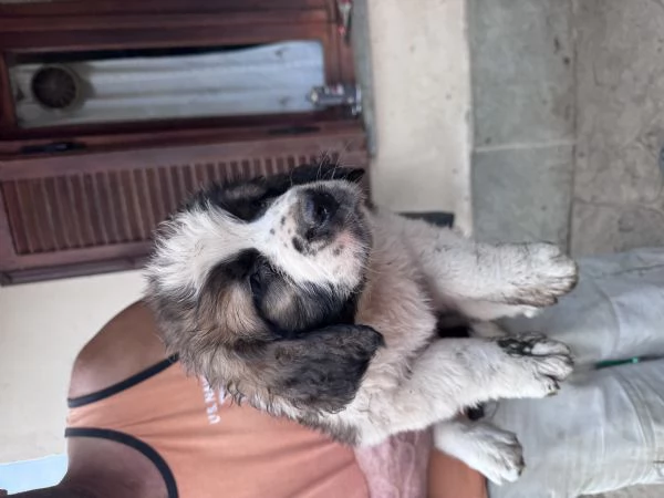 Cuccioli San Bernardo 