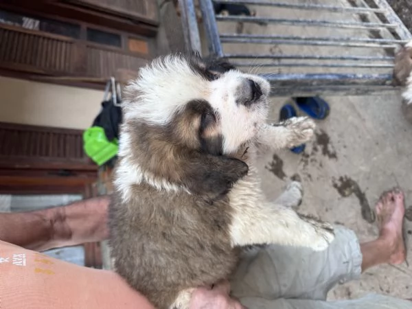 Cuccioli San Bernardo  | Foto 5