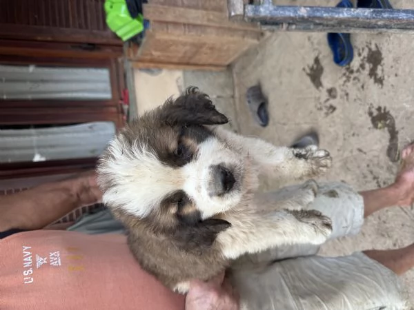 Cuccioli San Bernardo  | Foto 4