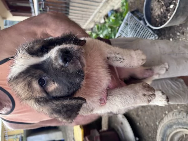 Cuccioli San Bernardo  | Foto 3