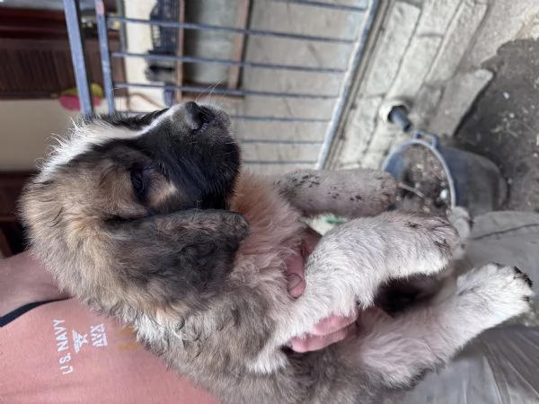 Cuccioli San Bernardo  | Foto 2