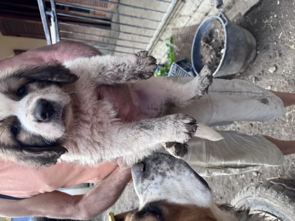 Cuccioli San Bernardo  | Foto 1