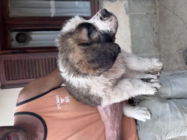 Cuccioli San Bernardo  | Foto 0