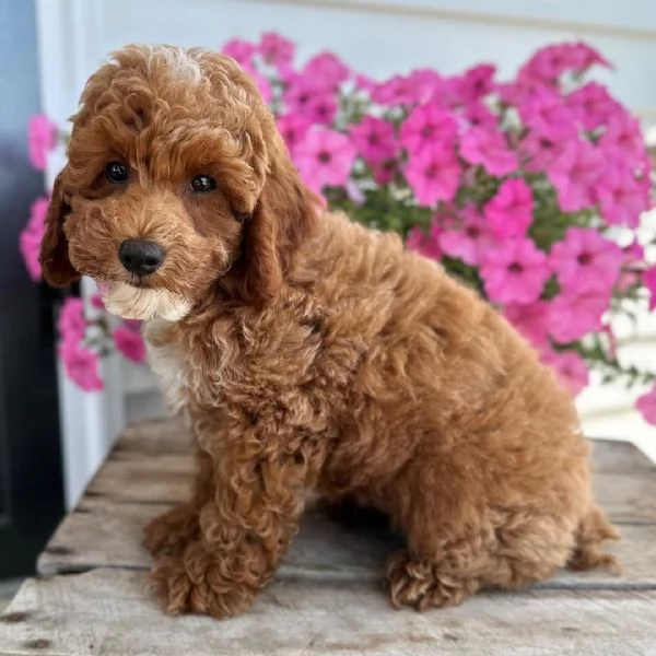 Barboncino Toy (cuccioli maschio e femmina) | Foto 0