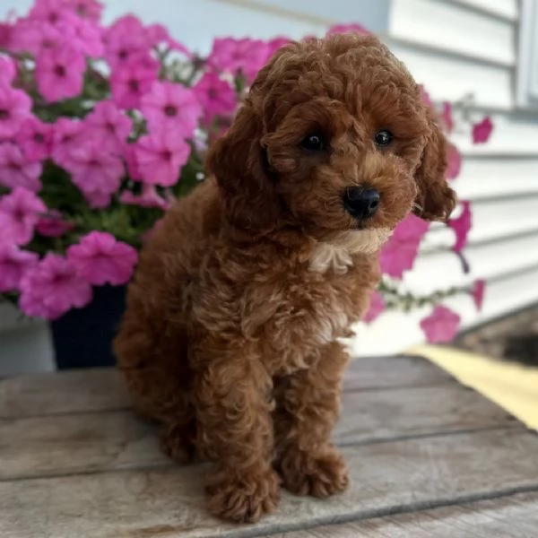 Barboncino Toy (cuccioli maschio e femmina) | Foto 0