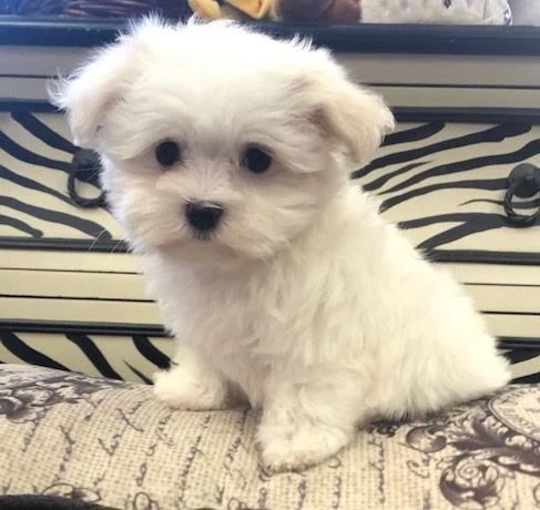 Maltese Toy (cuccioli maschio e femmina)