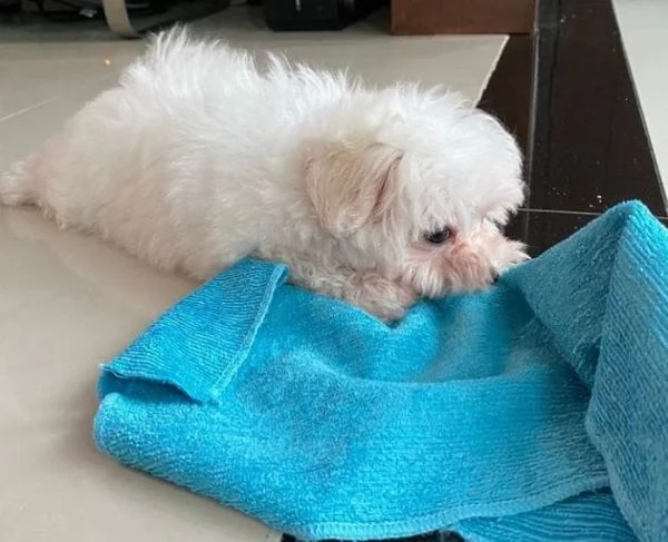 Maltese Toy (cuccioli maschio e femmina)