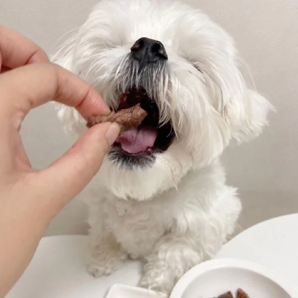 Maltese Toy (cuccioli maschio e femmina)