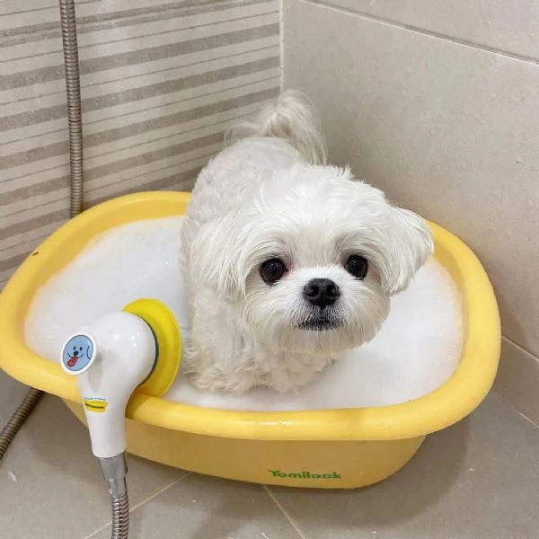 Maltese Toy (cuccioli maschio e femmina)