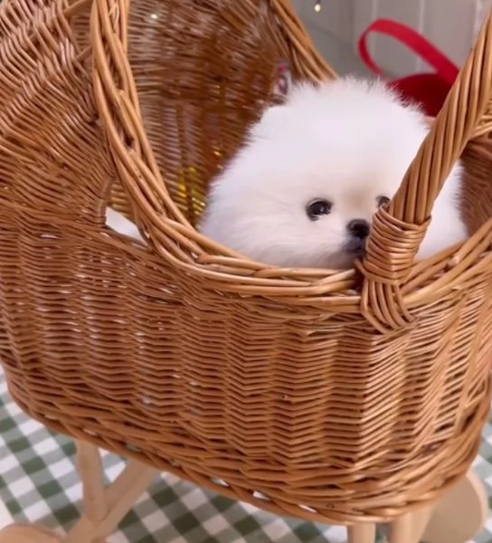 Pomeranian Toy (cuccioli maschio e femmina)