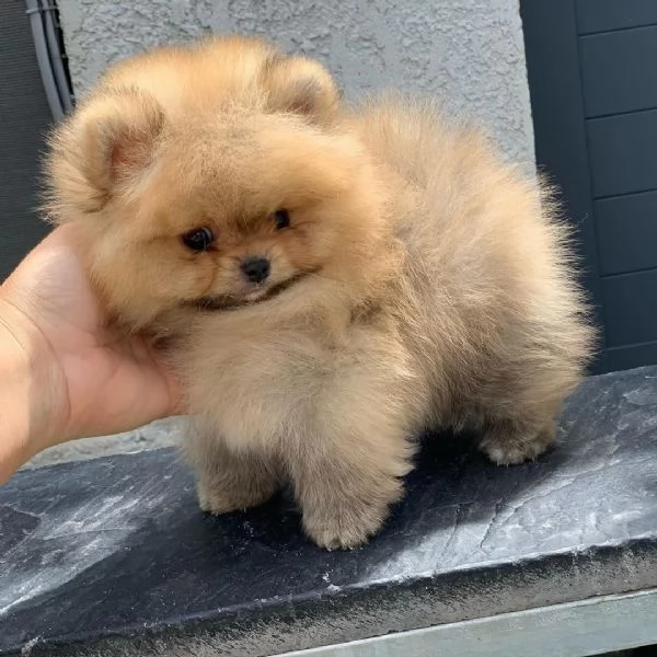 Pomeranian Toy (cuccioli maschio e femmina)