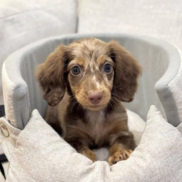 Bassotto nana (cuccioli maschio e femmina) | Foto 0