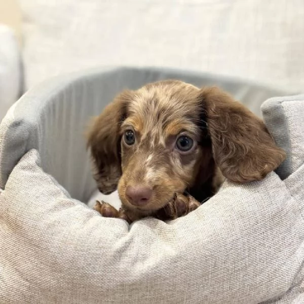 Bassotto nana (cuccioli maschio e femmina)