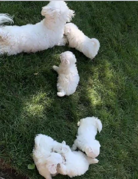 Maltese Toy (cuccioli maschio e femmina)
