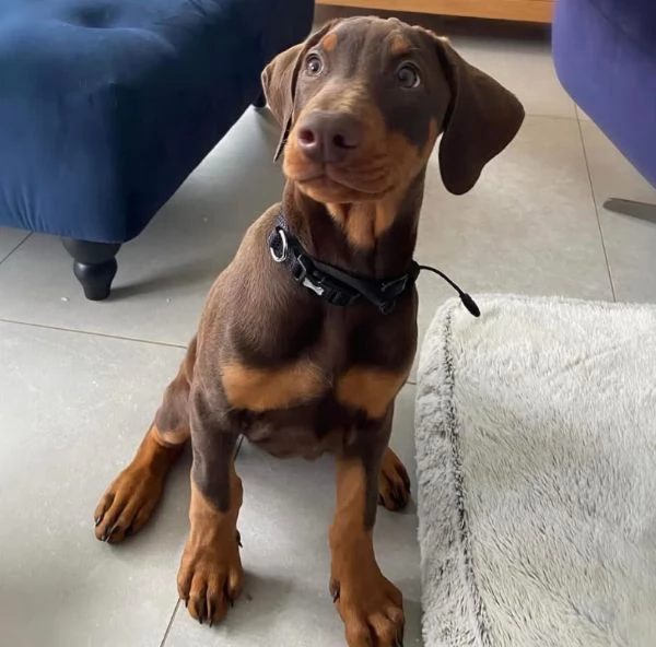 Dobermann (cuccioli maschio e femmina)