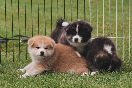 Akita Inu (cuccioli maschio e femmina)