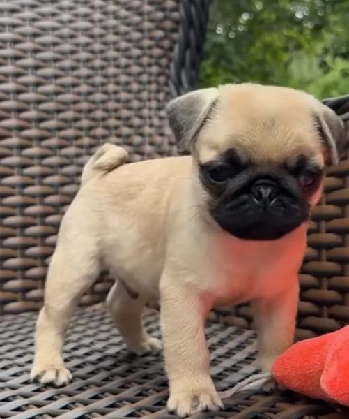 Carlino (Pug) (cuccioli maschio e femmina)
