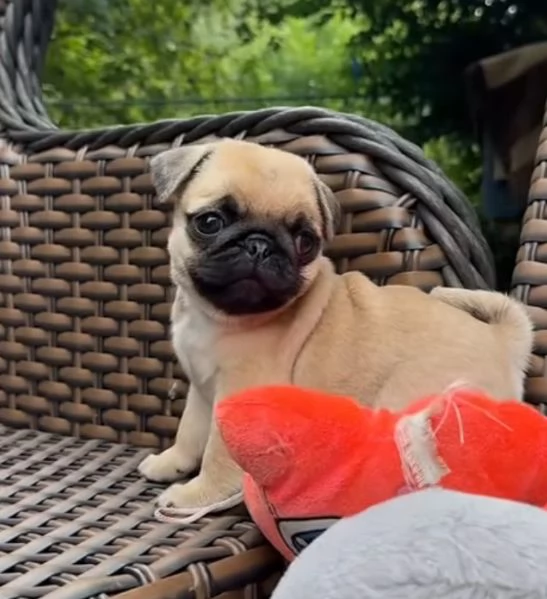 Carlino (Pug) (cuccioli maschio e femmina) | Foto 0