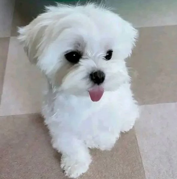 Bolognese  (cuccioli maschio e femmina)