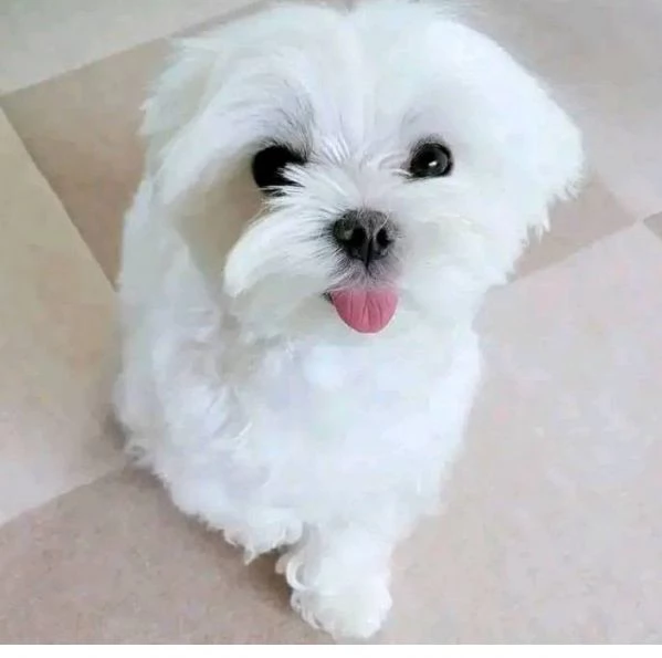 Bolognese  (cuccioli maschio e femmina) | Foto 0