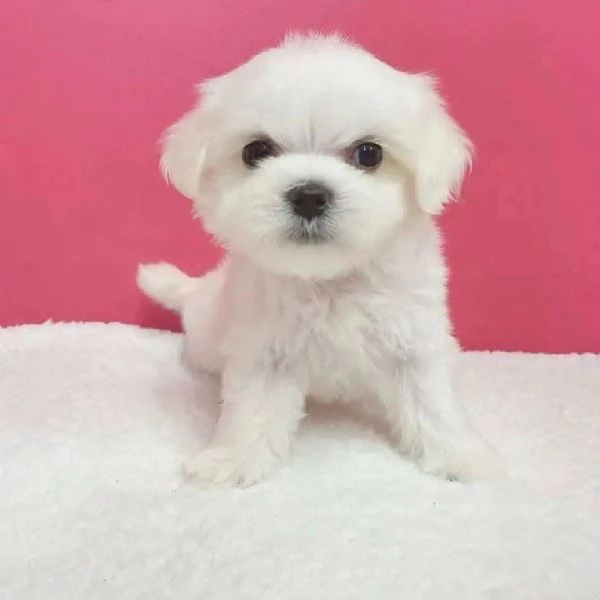 Maltese Toy (cuccioli maschio e femmina) | Foto 0