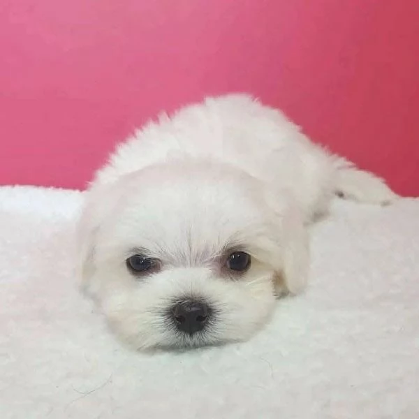 Maltese Toy (cuccioli maschio e femmina)