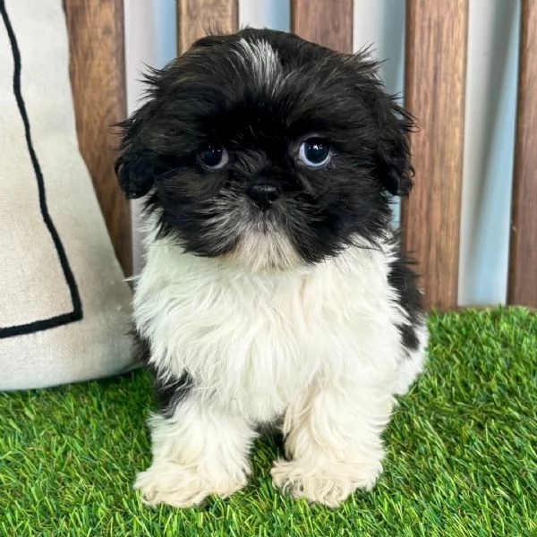 Shih Tzu Mini Toy (cuccioli maschio e femmina)