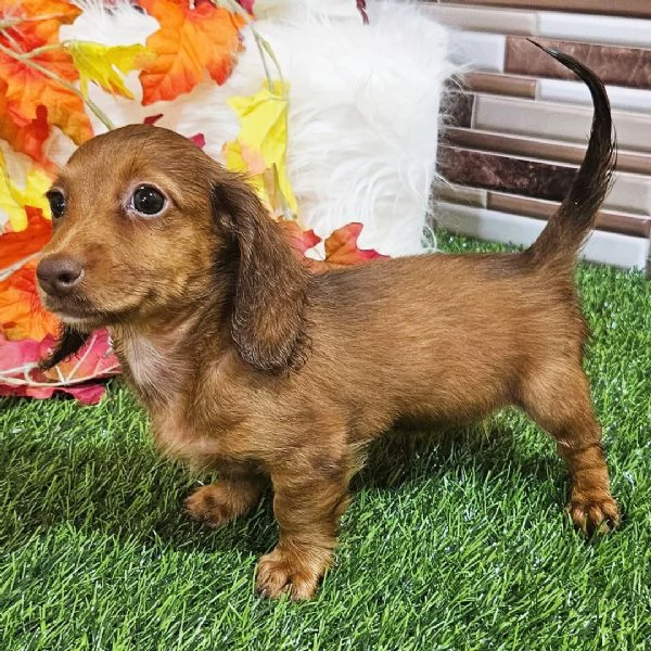 Bassotto nana (cuccioli maschio e femmina) | Foto 0