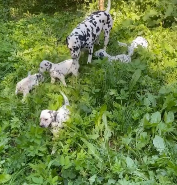 Dalmata (cuccioli maschio e femmina)