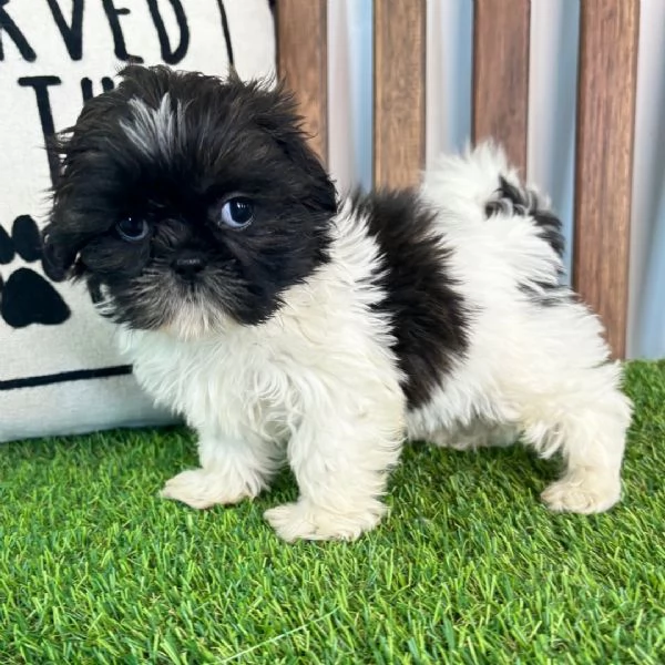Shih Tzu Mini Toy (cuccioli maschio e femmina)