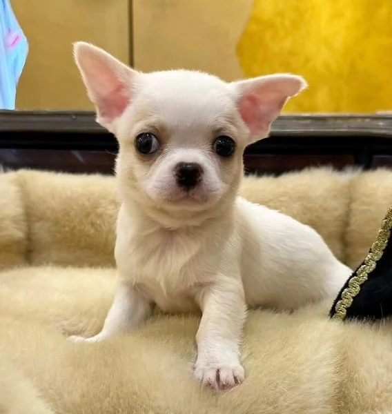Chihuahua Toy (cuccioli maschio e femmina)