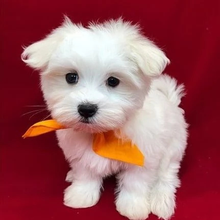 Maltese Toy (cuccioli maschio e femmina)