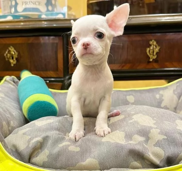 Chihuahua Toy (cuccioli maschio e femmina) | Foto 1