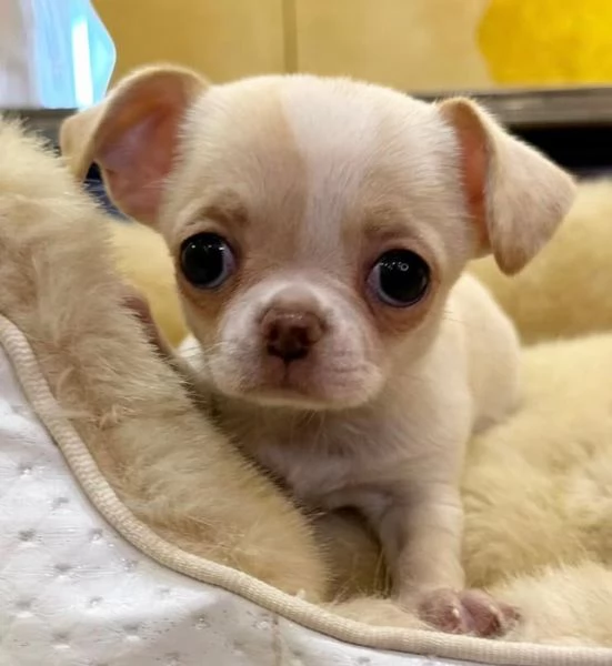 Chihuahua Toy (cuccioli maschio e femmina) | Foto 0