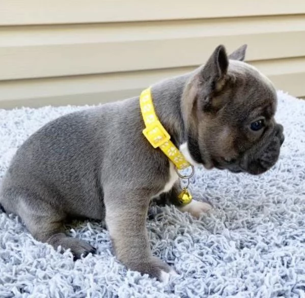 Bulldog Francese (cuccioli maschio e femmina)