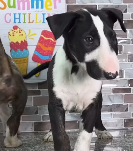 Bull Terrier (cuccioli maschio e femmina)