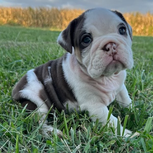 Bulldog Inglese (cuccioli maschio e femmina) | Foto 0
