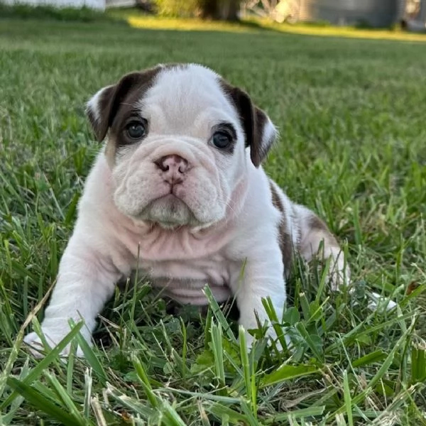 Bulldog Inglese (cuccioli maschio e femmina)